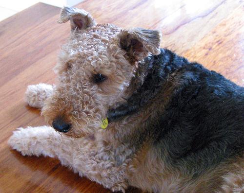best glucosamine for dogs
