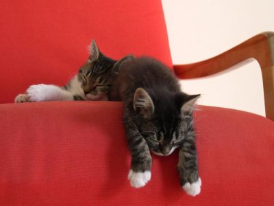 best cat grooming tools