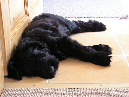 best hip and joint supplements for dogs