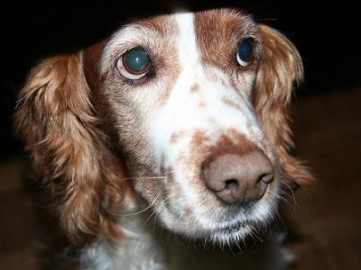 best indestructible dog toys