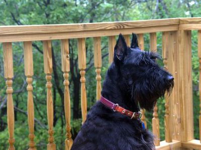 best joint supplements for dogs