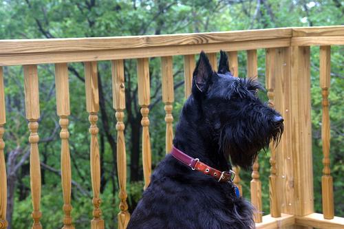 best joint supplements for dogs