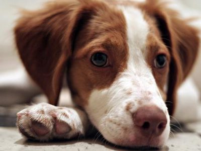 best joint supplements for dogs: top picks for hip & joint health