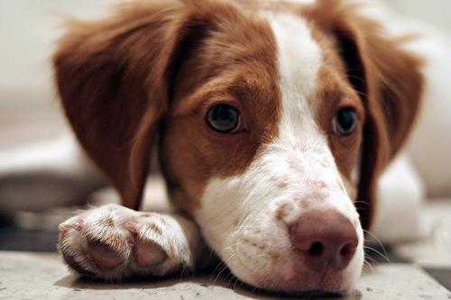 best joint supplements for dogs: top picks for hip & joint health