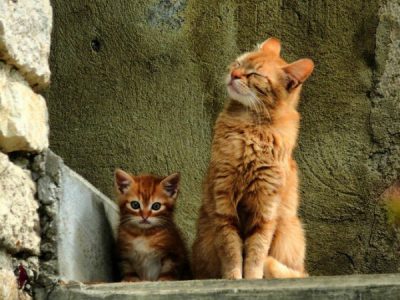best kitten food