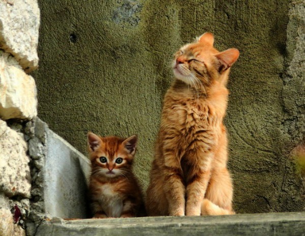 best kitten food