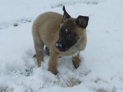 best omega 3 for dogs