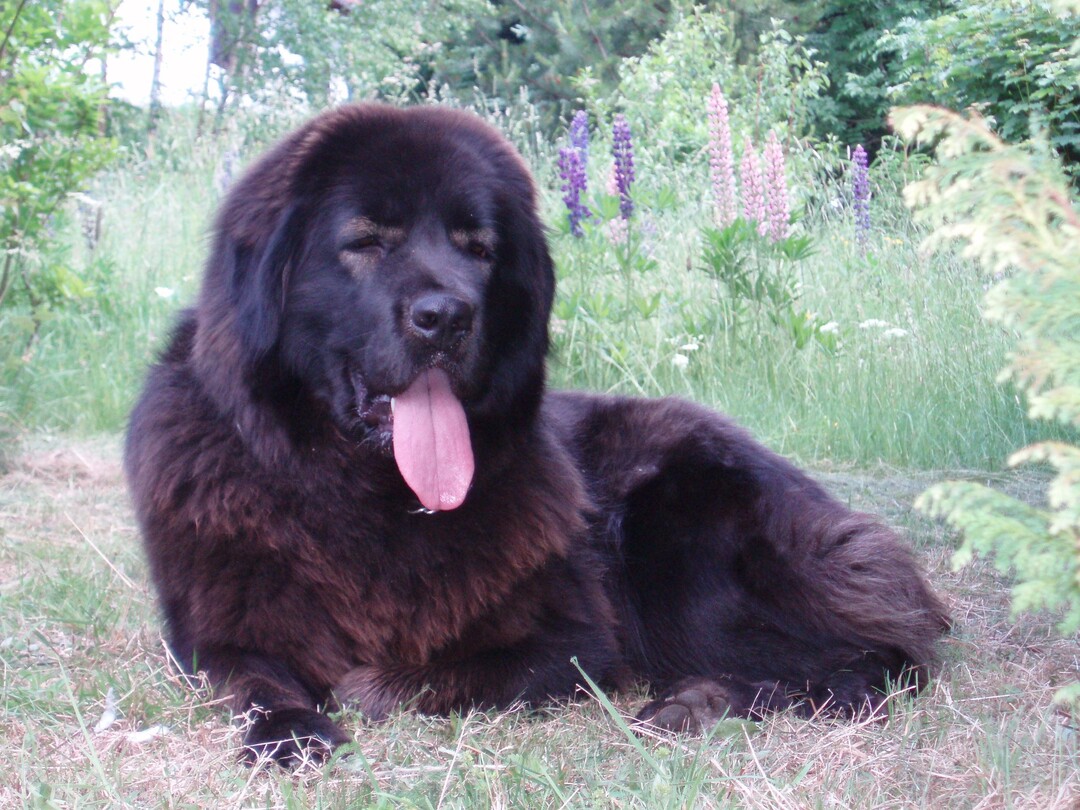 pet health monitoring devices