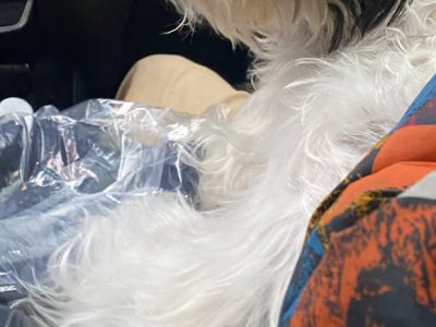 best pet insurance