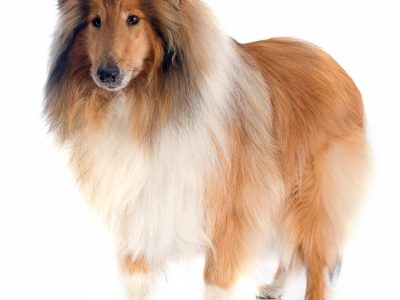 best pet insurance for dogs: top 5 companies compared (2026)