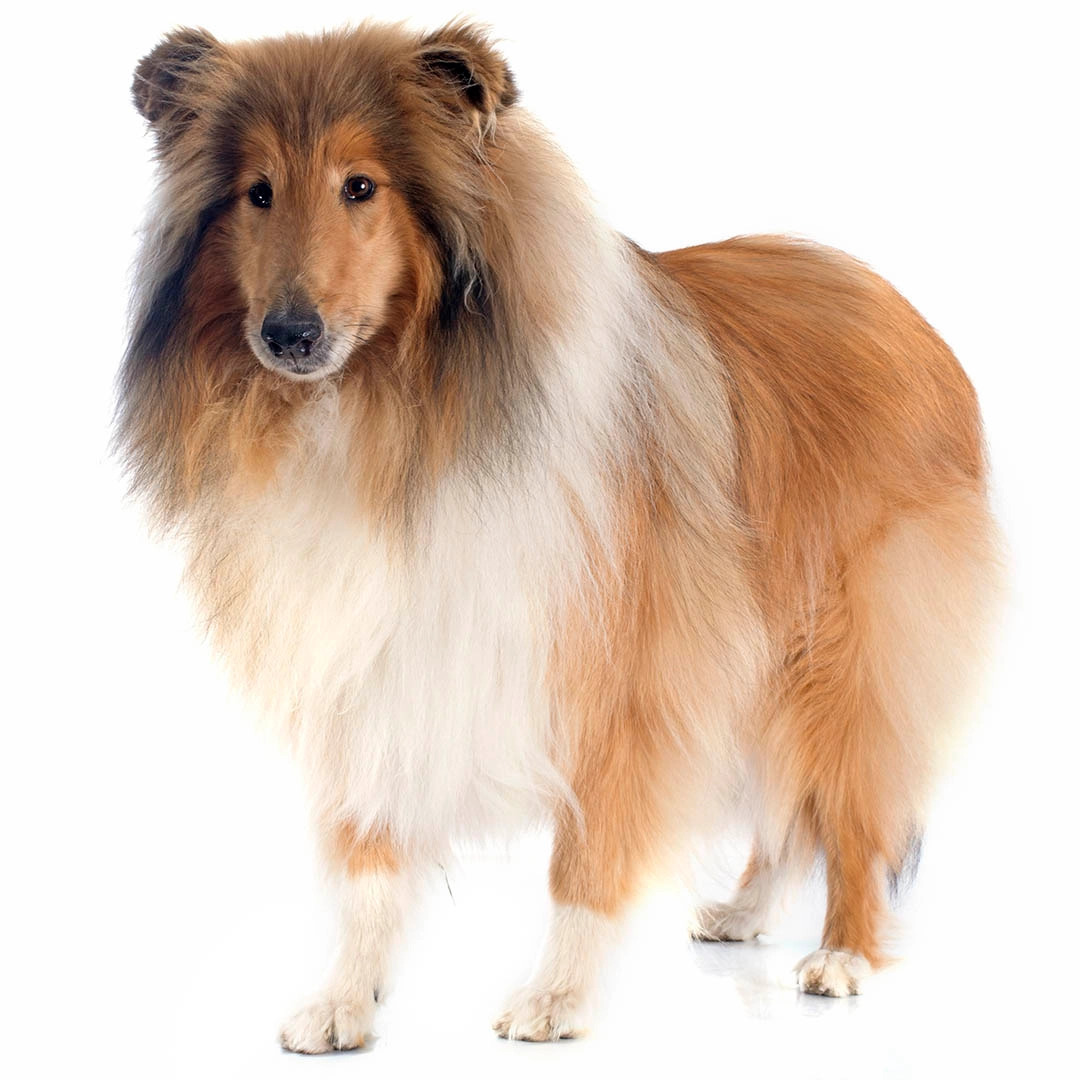 best pet insurance for dogs: top 5 companies compared (2026)