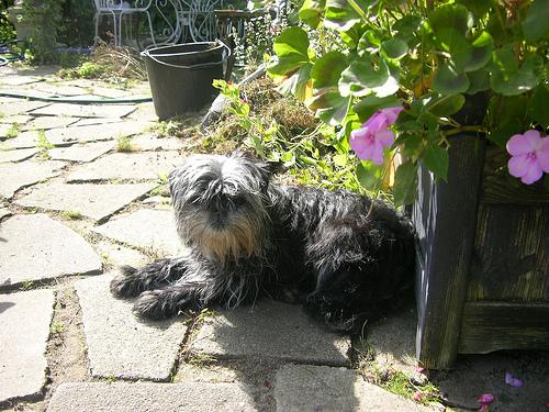 best probiotics for dogs