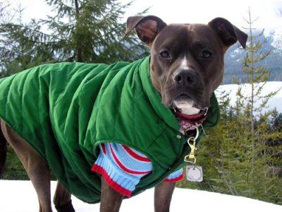 best puppy training pads