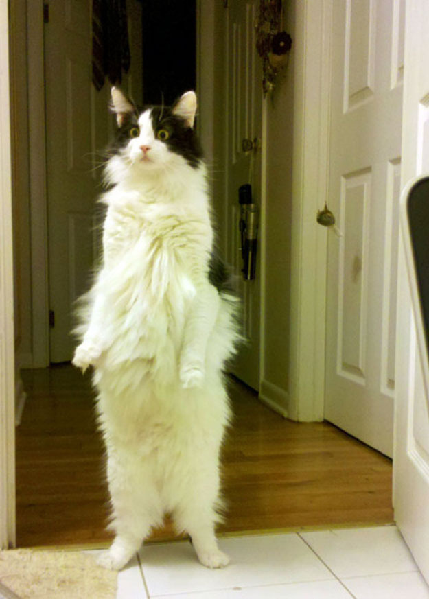 best wet cat food