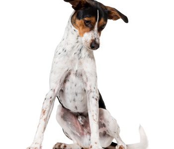 can dogs eat