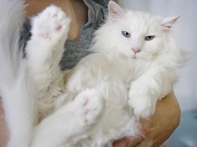 cat dental care