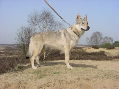 CBD oil for dogs