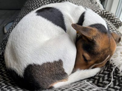 dog health problems symptoms