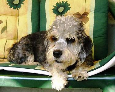 puppy care guide