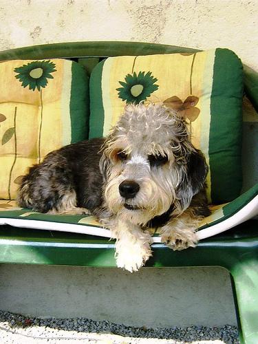 puppy care guide