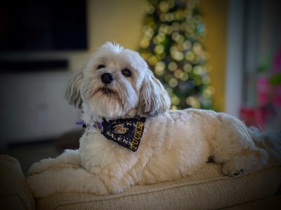 dog dental care