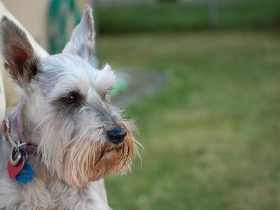 dog ear infection treatment