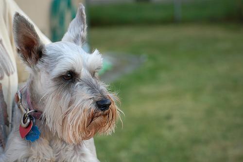 dog ear infection treatment
