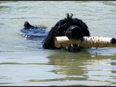 dog vaccination schedule