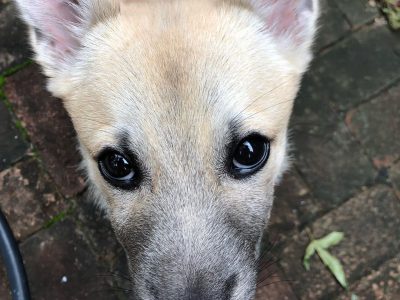 toxic foods for dogs