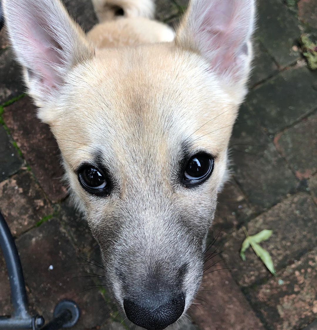 toxic foods for dogs