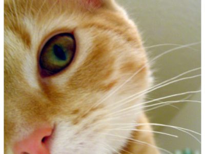 grain free cat food