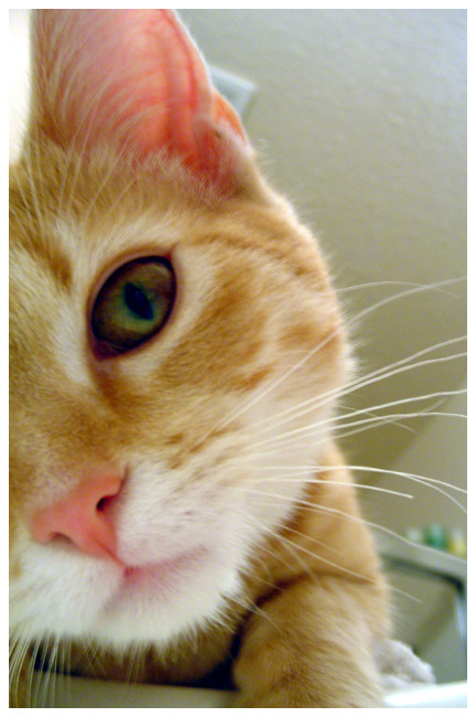 grain free cat food