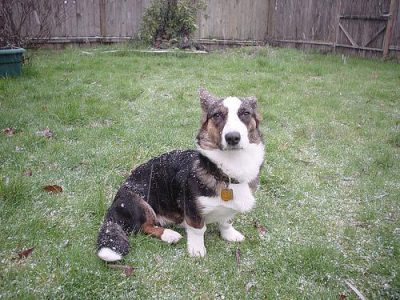 high protein dog food