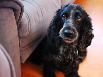 how much to feed my dog