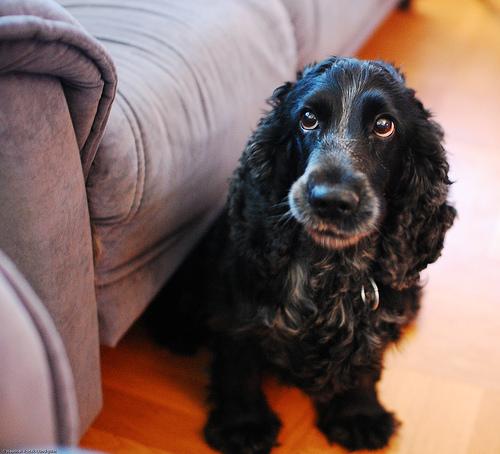 how much to feed my dog
