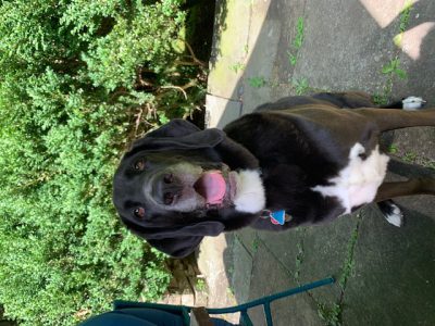 how to potty train a puppy