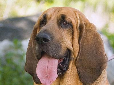 pet insurance for dogs