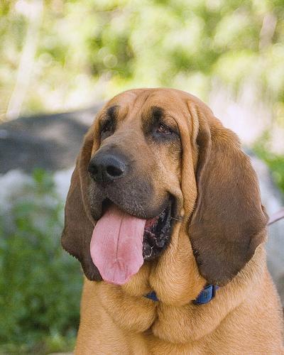 pet insurance for dogs