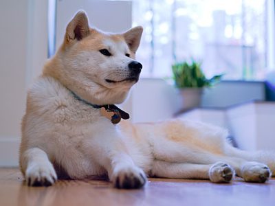 pet insurance for puppies