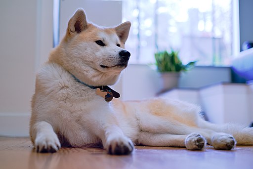 pet insurance for puppies