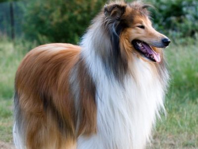 pet insurance for senior dogs