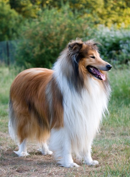 pet insurance for senior dogs