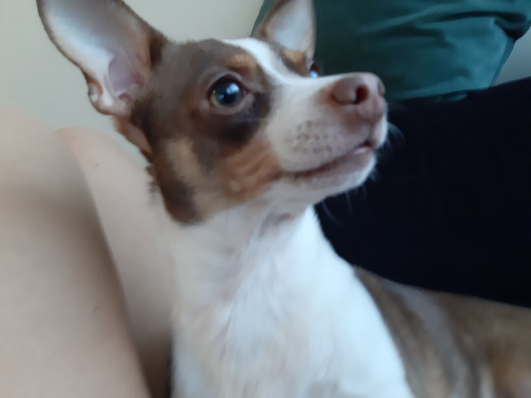 pet insurance pre-existing conditions