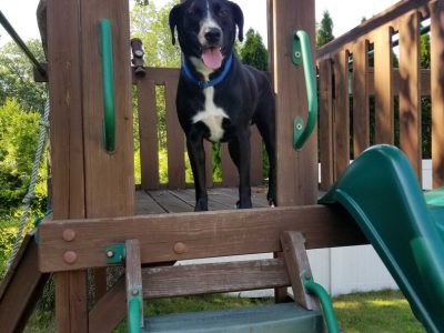 pet wellness plans