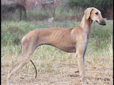 probiotics for dogs