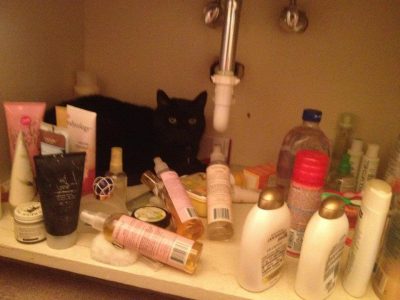 raw cat food diet