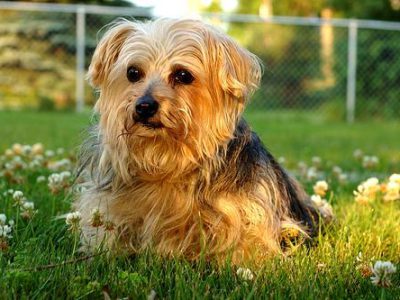senior dog care