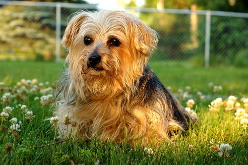 senior dog care