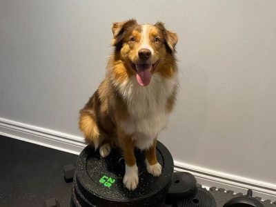 dog supplements guide