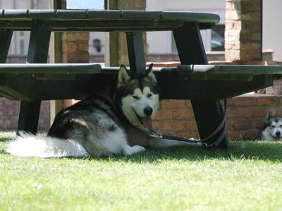 dog nutrition guide